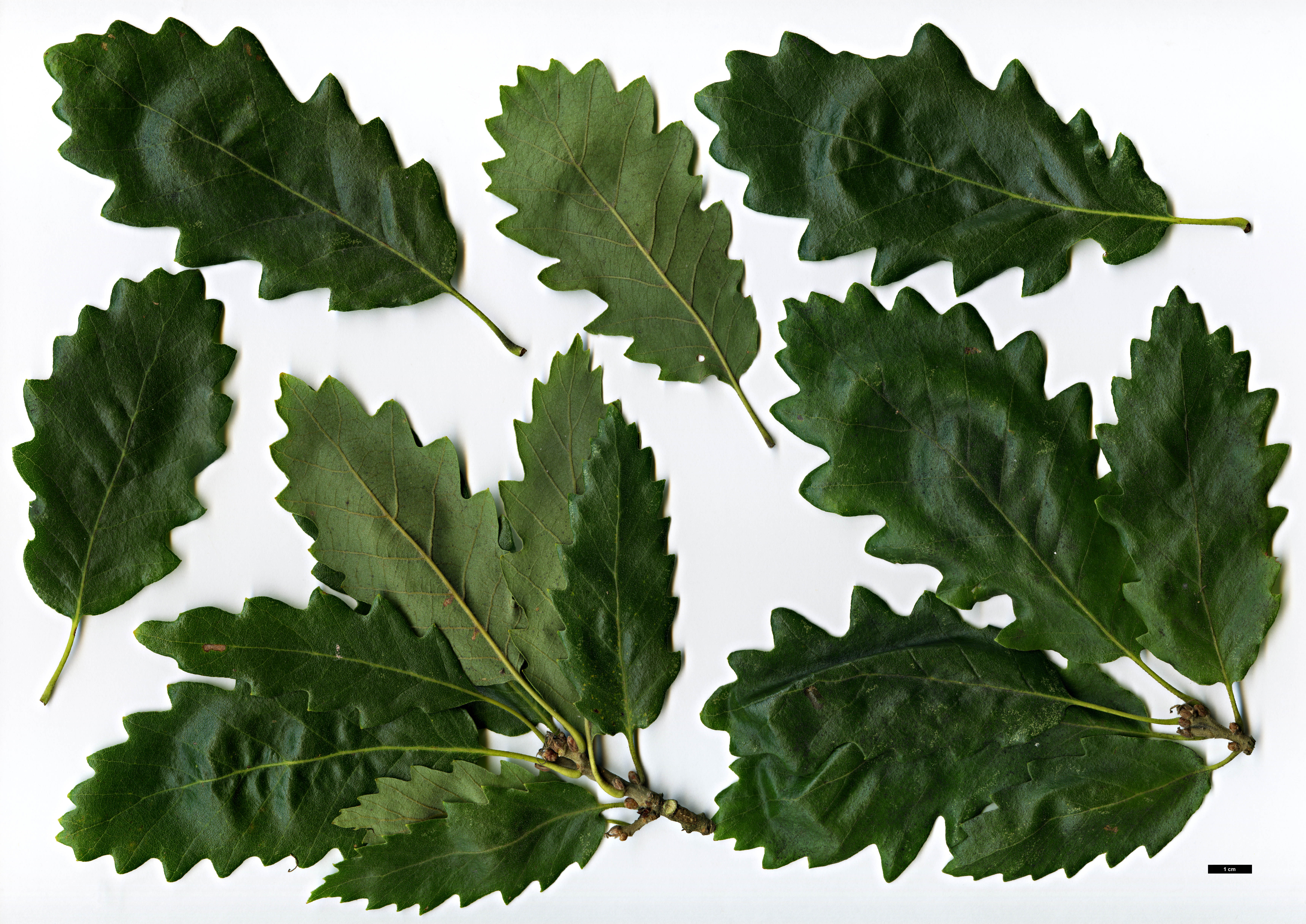 High resolution image: Family: Fagaceae - Genus: Quercus - Taxon: ×hispanica - SpeciesSub: 'Lucombeana' (Q.cerris × Q.suber)